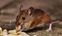24 Hour & Emergency Exterminators in Chugiak, AK